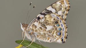 Aufwind2025 aktuell 31