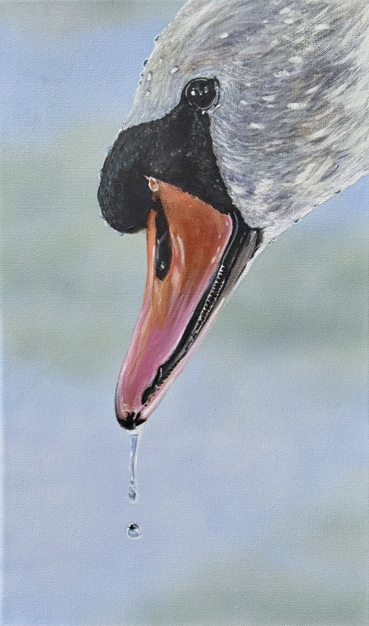 schwan pasinski